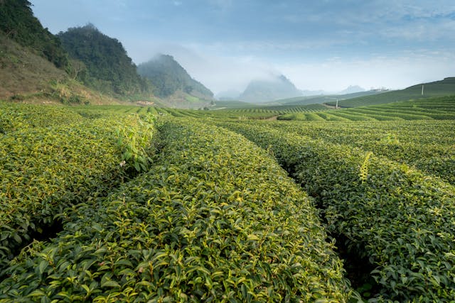 Campo de té matcha orgánico en China