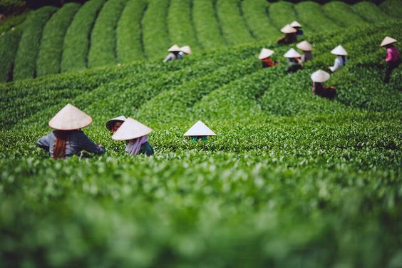 Cultivo de té matcha en China