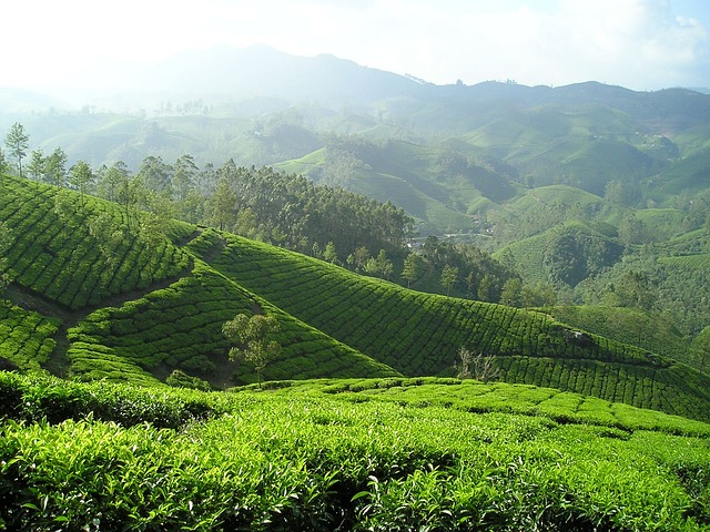 Plantación de té