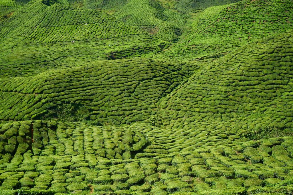 campo de té matcha