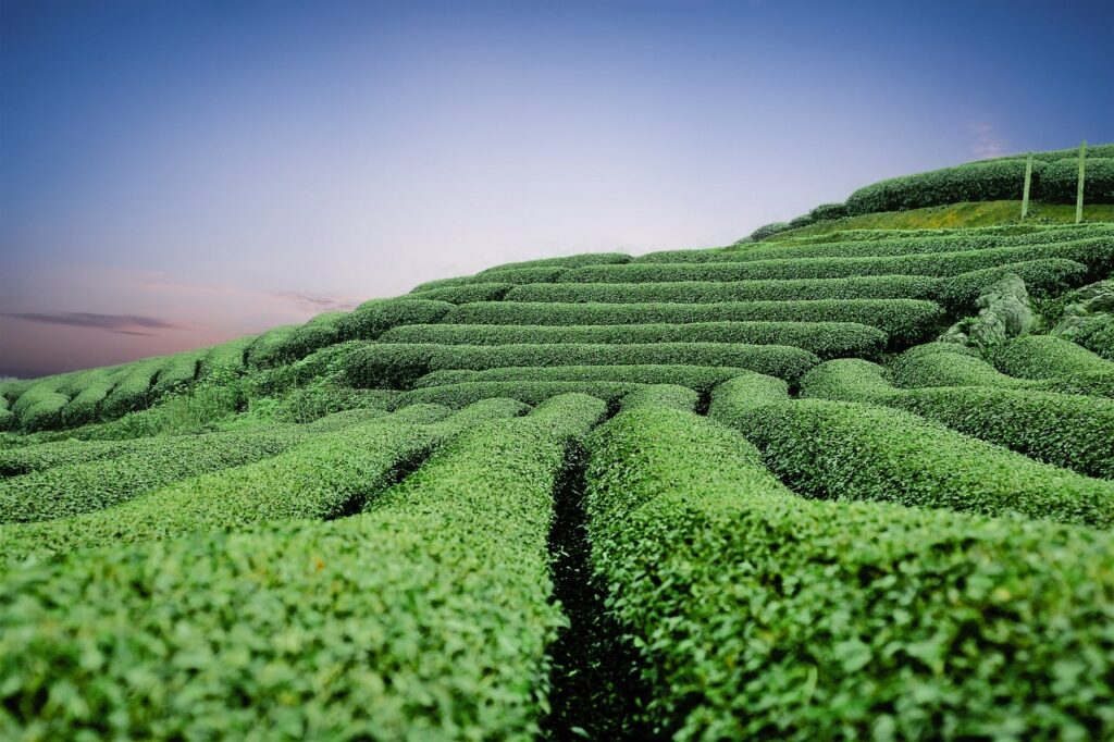 cual es la planta del té matcha: Campo de té verde