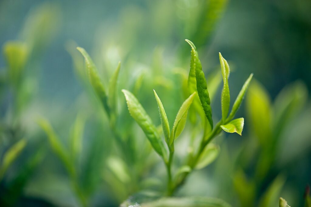 la planta del té matcha